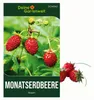 Monatserdbeeren Rügen Samen - Fragaria vesca - Erdbeersamen Produktbild-Vorschau 1