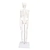 45CM mini model kostry, PVC, kostní struktura lidského těla Náhled obrázku produktu 5