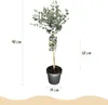 Plante sur tige - Eucalyptus gunni Azure - Plante de Voir les images du produit 3