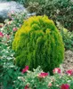 Thuja orientalis 'Aurea Nana', Lebensbaum, goldgelb, 30–40 Produktbild-Vorschau 8