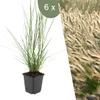 Plants by Frank | 6 Lampenputzergras Pflanzen | Pennisetum Produktbild-Vorschau 1