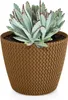 A succulent plant in a brown knitted pot. Podgląd zdjęcia produktu