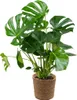 Bloomique - Monstera Deliciosa - Fensterblatt - Produktbild-Vorschau 1