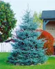 Blaufichte 40-60 cm, im Topf - Picea pungens glauca, Produktbild-Vorschau 13