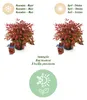 Nandina Blush Pink - Dunkelrosa - Immergrün - Pflegeleicht Produktbild-Vorschau 10