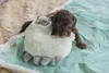 Beeztees Puppy Cuddle Toys und Herzschlag Simulator Lama Produktbild-Vorschau 4