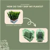 Euonymus 'Green Spire' – japonský brslen – vždyzelený – Náhled obrázku produktu 6