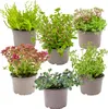 Bloomique - 6er-Mix - Steingartenpflanzen-Mix - Produktbild-Vorschau 1