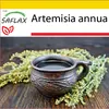 SAFLAX Kultivační sada - Čínský pelyněk Qing Hao - Náhled obrázku produktu 8