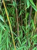 Fargesia jiuzhaigou 1 80/100 cm hoch, im 3 Liter-Topf Produktbild-Vorschau 5