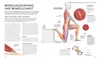 Stretching - Die Anatomie verstehen Podgląd zdjęcia produktu 6