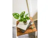 Gardners Monstera adansonii Monkey Mask, průměr 6 cm Náhled obrázku produktu 7