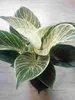 Philodendron White Wave 20-30 cm - Baumfreund - grünes Produktbild-Vorschau 3