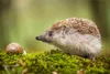 Muralo XXL Selbstklebende FOTOTAPETE Igel NATUR Moss 3D Produktbild-Vorschau 2