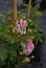 Kletterrose Jasmina® - Rosa - Duft++ - Kordes-Rose - Produktbild-Vorschau 3