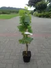 A potted grape vine plant is shown standing upright on a paved walkway. Produktbild-Vorschau