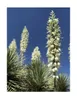 5x Yucca baccata var. Baccata Blaue Yucca Pflanzen - Samen Produktbild-Vorschau 3