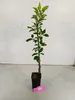 Malus domestica 'Gala', jabloň, 1,5 l kvetináč Náhľad obrázku produktu 2