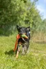 TRIXIE Ente Hundespielzeug - orange/lime - 50 cm Produktbild-Vorschau 5