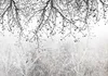 Vlies Fototapete - Natural Brightness 100x70 cm Blätter Produktbild-Vorschau 5