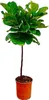 A potted Ficus Lyrata plant against a white background. Voir les images du produit