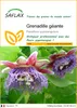 SAFLAX  - Grenadille géante - 12 graines - Passiflora Voir les images du produit 1