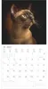 Chats 2027 Voir les images du produit 2