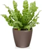 LECHUZA® Pflanzgefäße CLASSICO Color LS 21 Muskat Produktbild-Vorschau 2