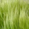 Bloomique - 3er Set - Stipa Tenuissima Pferdeschwänze - Produktbild-Vorschau 3