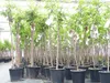 chin. Dattel 150 - 170 cm Dattelbaum 5 - 8 cm Stammumfang, Produktbild-Vorschau 1