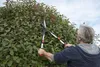 A person is trimming a hedge with large shears. Produktbild-Vorschau