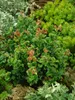 Leucothoe walteri 'Zeblid', Traubenheide, rot-grün, 25–30 Produktbild-Vorschau 6