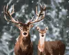 Zuty - Malen nach Zahlen - EDLER HIRSCH UND HIRSCHKUH IM Produktbild-Vorschau 1