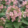 2 x  hortenzie  - Hydrangea paniculata 'Dart's Little Dot'  Náhled obrázku produktu 2