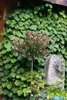 Photinia fraseri 'Little Red Robin', Glanzmispel, rot, Produktbild-Vorschau 5