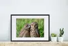 MuchoWow® MuchoWow® Gerahmtes Poster Eulen - Vögel - Gras Produktbild-Vorschau 4
