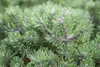 Pinus mugo 'Mini Mops', Bergkiefer, kompakt, 30–40 cm Produktbild-Vorschau 3