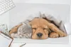 MuchoWow® Schreibtischunterlage Haustiere - Hund - Katze - Produktbild-Vorschau 5