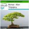 SAFLAX - Bonsai - Klon Trójzębny - 30 Nasiona - Z podłożem Podgląd zdjęcia produktu 10