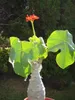 Fľaškovka (Jatropha podagrica)  – 3 semená Náhľad obrázku produktu 2
