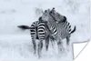 MuchoWow® Poster Kuschelige Zebras 120x80 cm - Bilder Produktbild-Vorschau 1