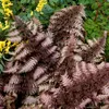 Stauden Gänge 3 x Athyrium niponicum 'Burgundy Lace' im 1 Produktbild-Vorschau 3
