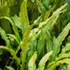 Planten van Frank | 48 Hirschzungenvarens | *Asplenium Productafbeelding-voorbeeld 2