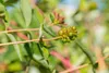 Lonicera caprifolium, Jelängerjelieber, 60–100 cm, duftend Produktbild-Vorschau 8