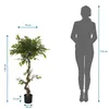 hjh OFFICE Umelá rastlina FICUS I Umelá rastlina breza Náhľad obrázku produktu 8