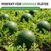 Wassermelonen Sugar Baby Samen - Citrullus lanatus - Produktbild-Vorschau 5