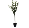 A potted plant with green leaves and brown stems against a white background. Produktbild-Vorschau