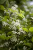 Clematis vitalba, Waldrebe, 40–60 cm, schnellwachsend Produktbild-Vorschau 6