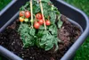 A close-up view of a small tomato plant with ripening tomatoes, supported by bamboo stakes, planted in a dark pot filled with soil. Produktbild-Vorschau