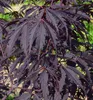 Fächerahorn ´BLACK LACE´ 50-60 cm, Cont. 3 l Produktbild-Vorschau 1